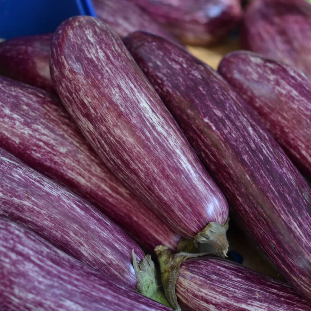 Eggplant